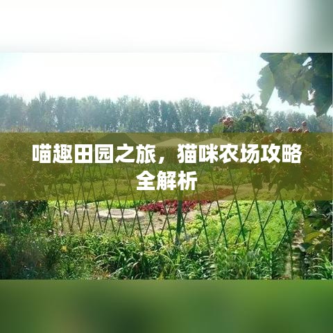 喵趣田園之旅，貓咪農(nóng)場攻略全解析
