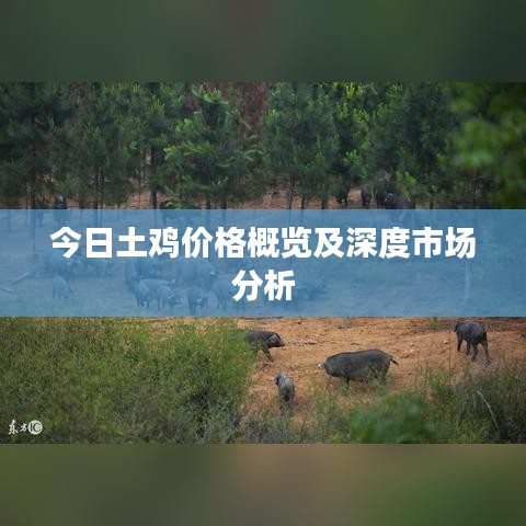 今日土雞價(jià)格概覽及深度市場(chǎng)分析