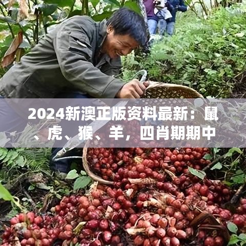 2024新澳正版資料最新：鼠、虎、猴、羊，四肖期期中