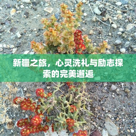 新疆之旅，心靈洗禮與勵(lì)志探索的完美邂逅