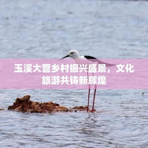 玉溪大營鄉(xiāng)村振興盛景，文化旅游共鑄新輝煌