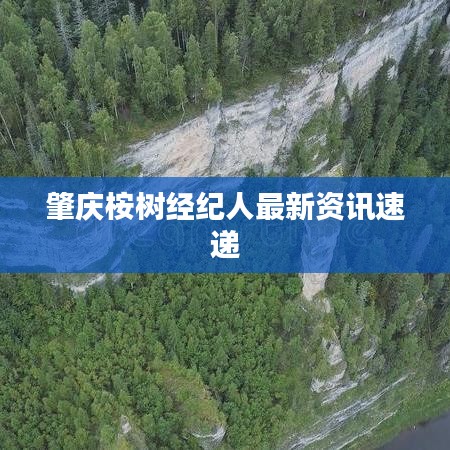 肇慶桉樹(shù)經(jīng)紀(jì)人最新資訊速遞