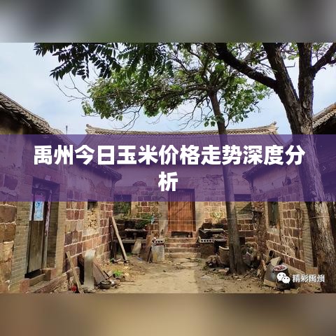 禹州今日玉米價(jià)格走勢(shì)深度分析