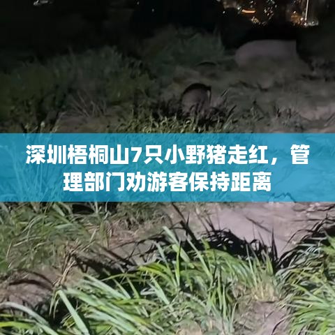 深圳梧桐山7只小野豬走紅，管理部門勸游客保持距離