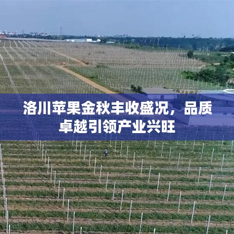 洛川蘋果金秋豐收盛況，品質(zhì)卓越引領(lǐng)產(chǎn)業(yè)興旺