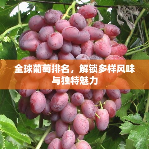 全球葡萄排名，解鎖多樣風味與獨特魅力
