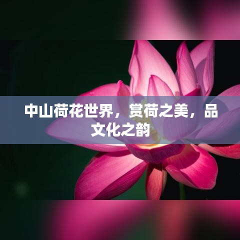 中山荷花世界，賞荷之美，品文化之韻