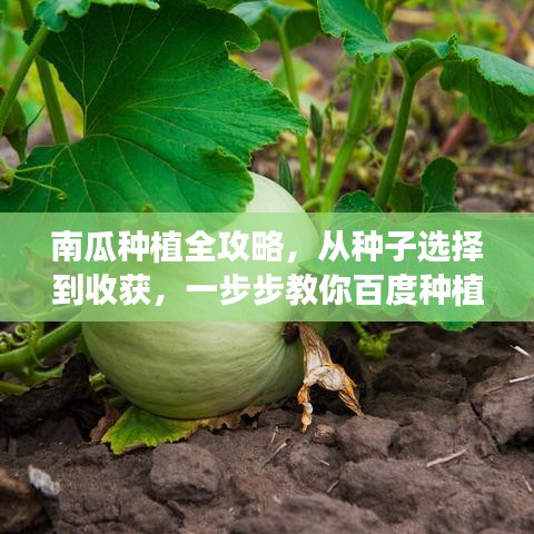 南瓜種植全攻略，從種子選擇到收獲，一步步教你百度種植技巧