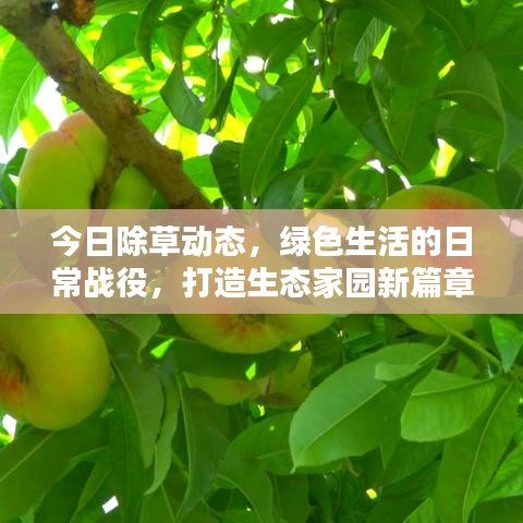 今日除草動態(tài)，綠色生活的日常戰(zhàn)役，打造生態(tài)家園新篇章