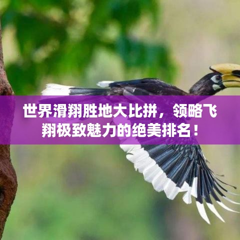 世界滑翔勝地大比拼，領(lǐng)略飛翔極致魅力的絕美排名！