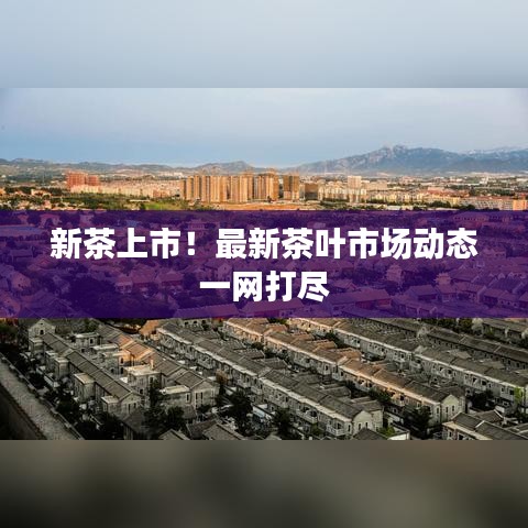 新茶上市！最新茶葉市場(chǎng)動(dòng)態(tài)一網(wǎng)打盡