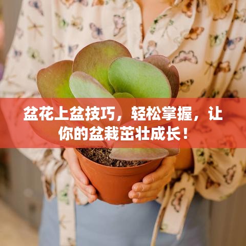 盆花上盆技巧，輕松掌握，讓你的盆栽茁壯成長！