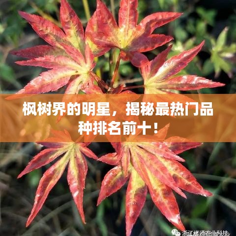 楓樹(shù)界的明星，揭秘最熱門(mén)品種排名前十！