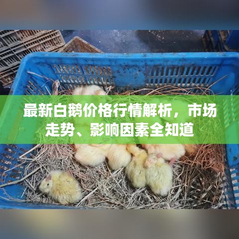 最新白鵝價格行情解析，市場走勢、影響因素全知道