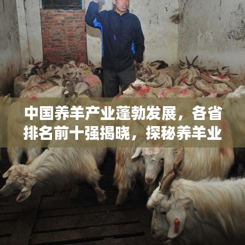 中國養(yǎng)羊產(chǎn)業(yè)蓬勃發(fā)展，各省排名前十強(qiáng)揭曉，探秘養(yǎng)羊業(yè)的卓越表現(xiàn)！