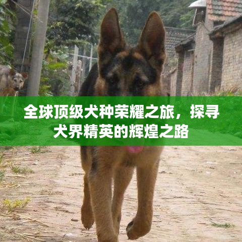 全球頂級(jí)犬種榮耀之旅，探尋犬界精英的輝煌之路