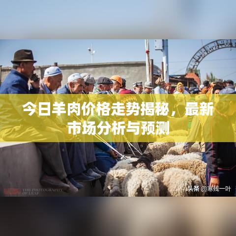 今日羊肉價格走勢揭秘，最新市場分析與預測