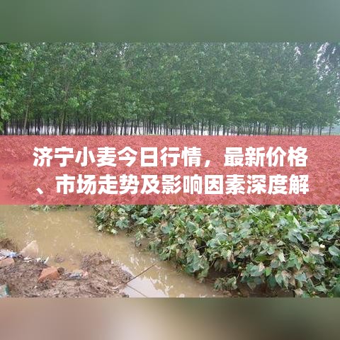 濟(jì)寧小麥今日行情，最新價(jià)格、市場(chǎng)走勢(shì)及影響因素深度解析