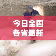 今日全國各省最新豬價行情深度解析