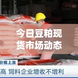 今日豆粕現(xiàn)貨市場動態(tài)，最新消息、價格走勢與影響因素深度解析