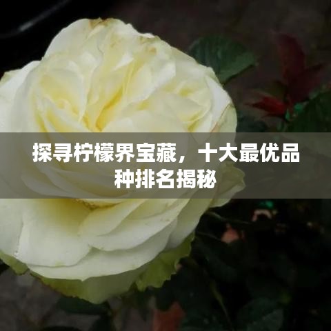 探尋檸檬界寶藏，十大最優(yōu)品種排名揭秘