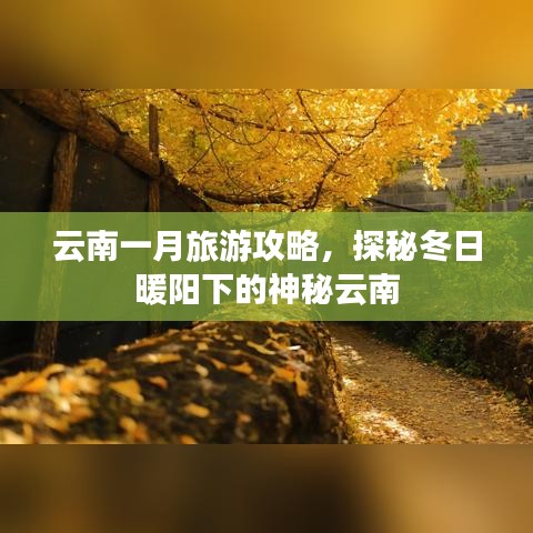云南一月旅游攻略，探秘冬日暖陽下的神秘云南