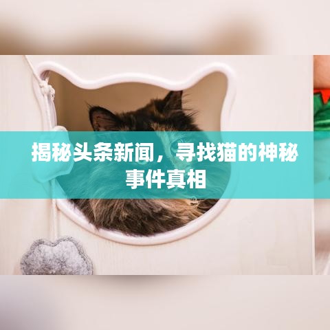 揭秘頭條新聞，尋找貓的神秘事件真相