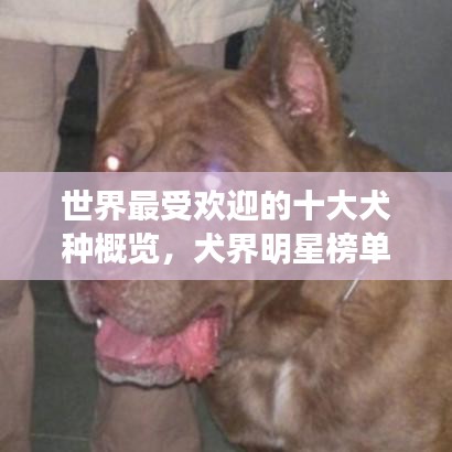 世界最受歡迎的十大犬種概覽，犬界明星榜單