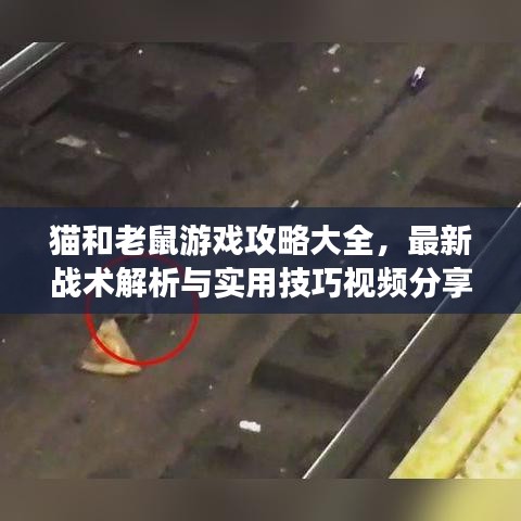 貓和老鼠游戲攻略大全，最新戰(zhàn)術(shù)解析與實(shí)用技巧視頻分享