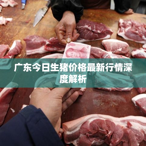 廣東今日生豬價格最新行情深度解析