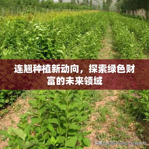 連翹種植新動(dòng)向，探索綠色財(cái)富的未來(lái)領(lǐng)域