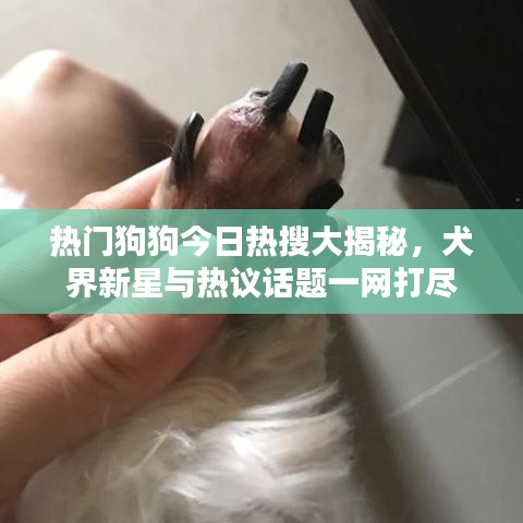 熱門狗狗今日熱搜大揭秘，犬界新星與熱議話題一網(wǎng)打盡