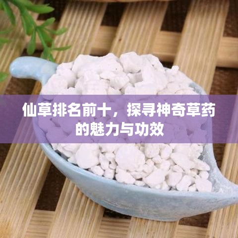 仙草排名前十，探尋神奇草藥的魅力與功效