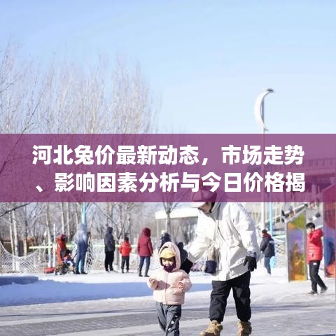 河北兔價最新動態(tài)，市場走勢、影響因素分析與今日價格揭秘