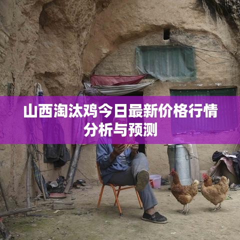 山西淘汰雞今日最新價格行情分析與預測