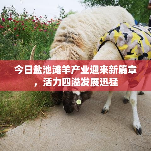 今日鹽池灘羊產(chǎn)業(yè)迎來新篇章，活力四溢發(fā)展迅猛