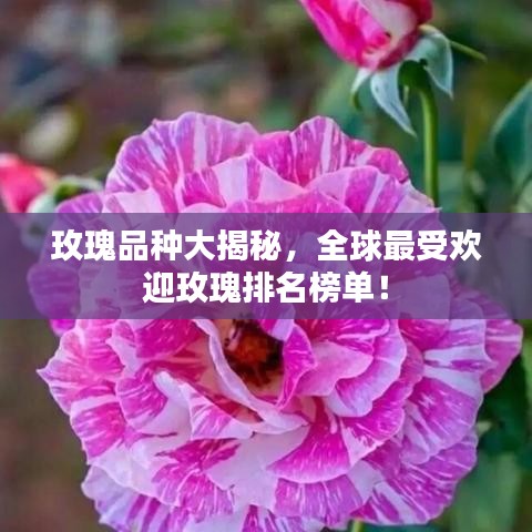 玫瑰品種大揭秘，全球最受歡迎玫瑰排名榜單！