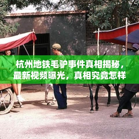 杭州地鐵毛驢事件真相揭秘，最新視頻曝光，真相究竟怎樣？