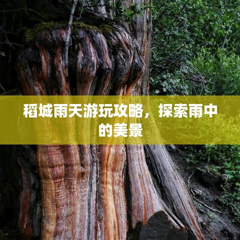 稻城雨天游玩攻略，探索雨中的美景