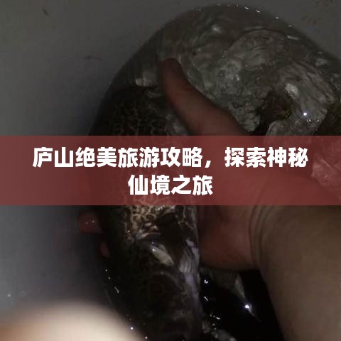 廬山絕美旅游攻略，探索神秘仙境之旅