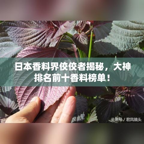 日本香料界佼佼者揭秘，大神排名前十香料榜單！