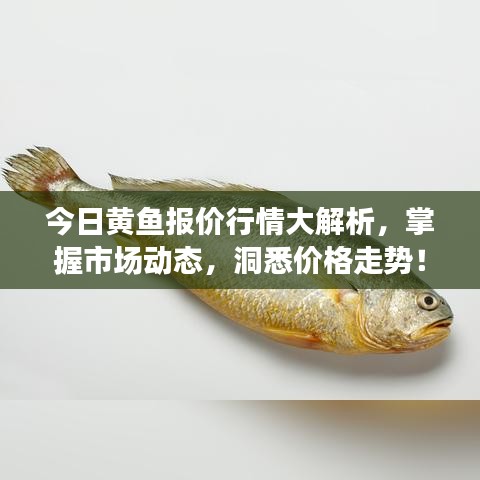 今日黃魚報(bào)價(jià)行情大解析，掌握市場動(dòng)態(tài)，洞悉價(jià)格走勢！