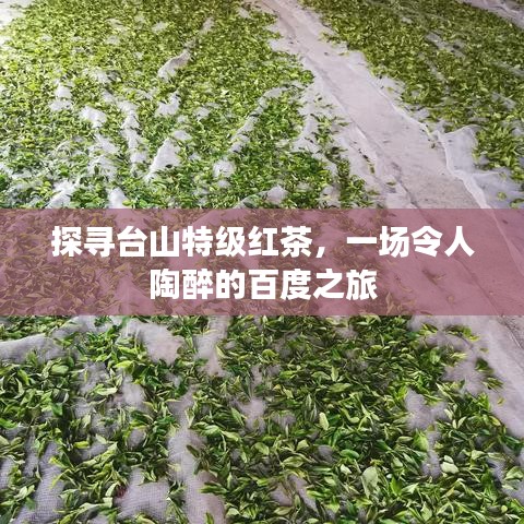 探尋臺山特級紅茶，一場令人陶醉的百度之旅