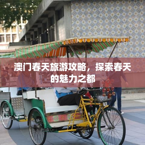 澳門春天旅游攻略，探索春天的魅力之都
