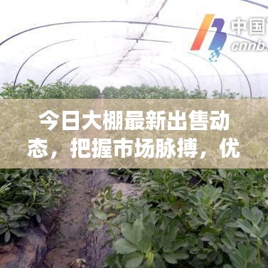 今日大棚最新出售動態(tài)，把握市場脈搏，優(yōu)質選購不容錯過