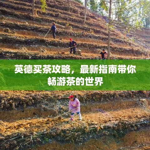 英德買茶攻略，最新指南帶你暢游茶的世界