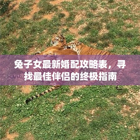 兔子女最新婚配攻略表，尋找最佳伴侶的終極指南