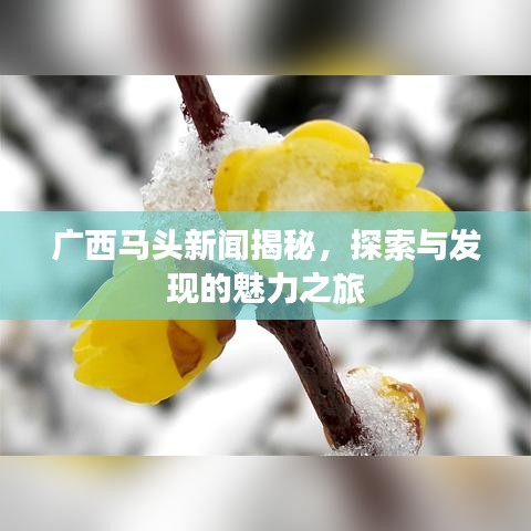 廣西馬頭新聞揭秘，探索與發(fā)現(xiàn)的魅力之旅