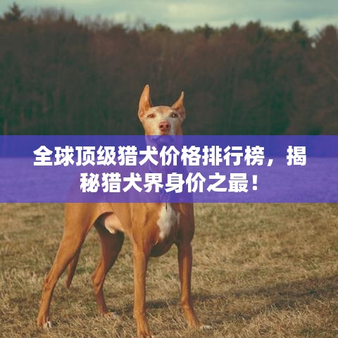 全球頂級獵犬價格排行榜，揭秘獵犬界身價之最！