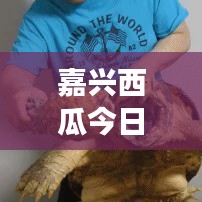 嘉興西瓜今日價(jià)格揭秘，市場走勢與影響因素深度解析